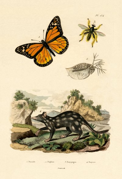 Butterfly by French School